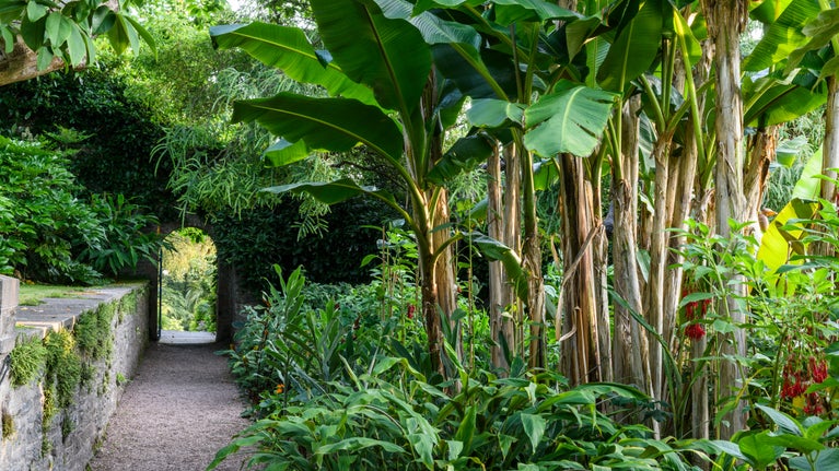 Banana palms and a stone arched gateway at Overbeck's Garden, Salcombe.